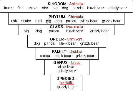 Animal Classification Kingdom Phylum Chart